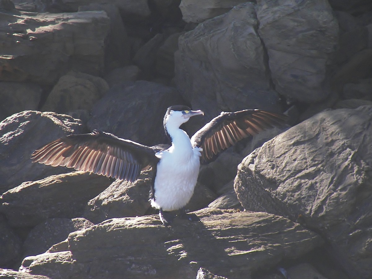 Cormoran varié - ML623501235