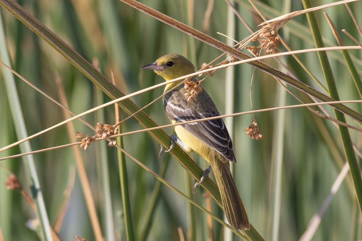 new world oriole sp. - ML623501243