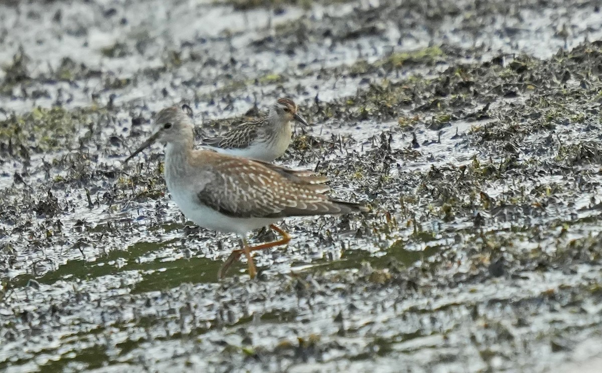 Semipalmated Sandpiper - ML623501285