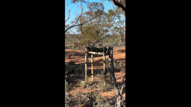 Red Wattlebird - ML623501287