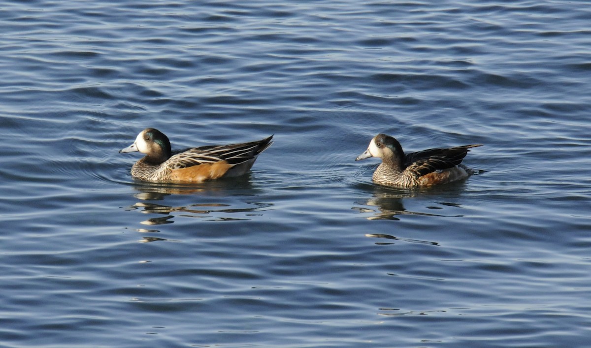 Chiloe Wigeon - ML623501295