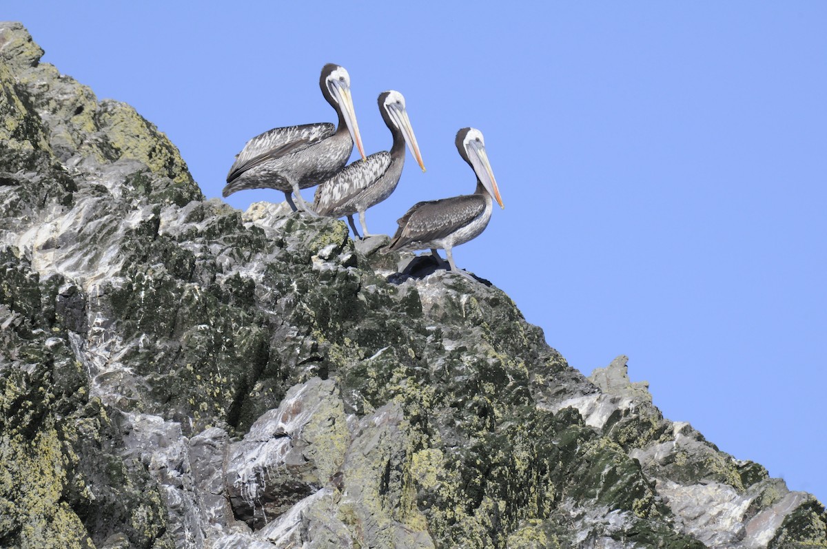 Peruvian Pelican - ML623501318