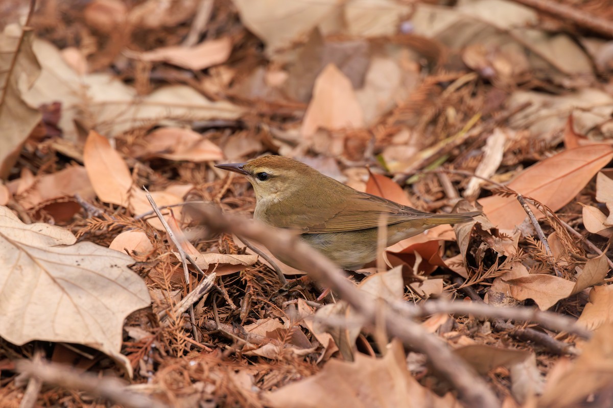 Swainson's Warbler - ML623501331