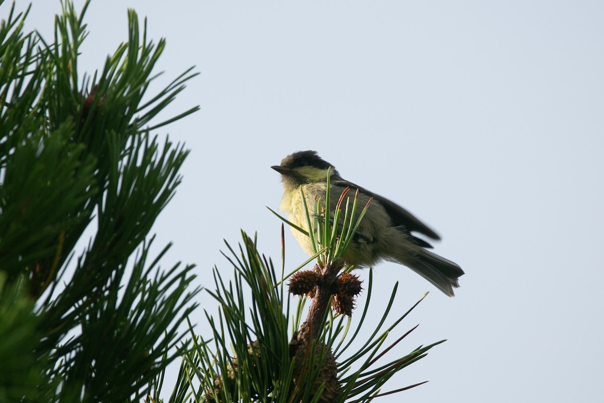 Great Tit - Scott Godshall