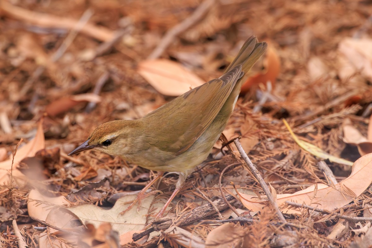 Swainson's Warbler - ML623501350