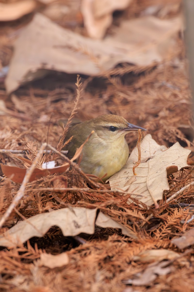 Swainson's Warbler - ML623501376