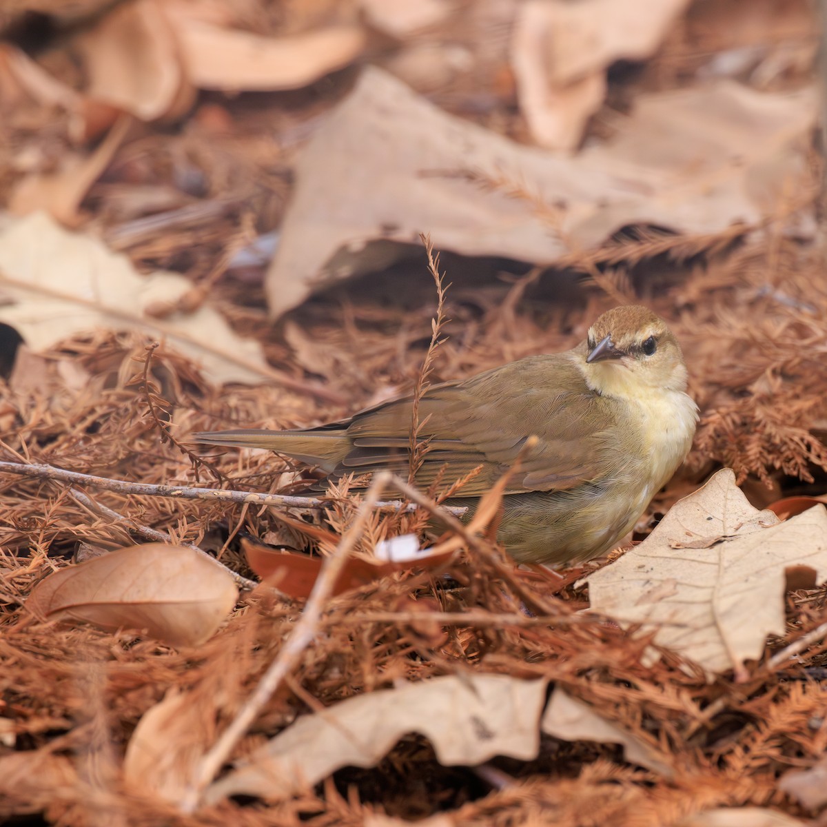 Swainson's Warbler - Chris Kennelly