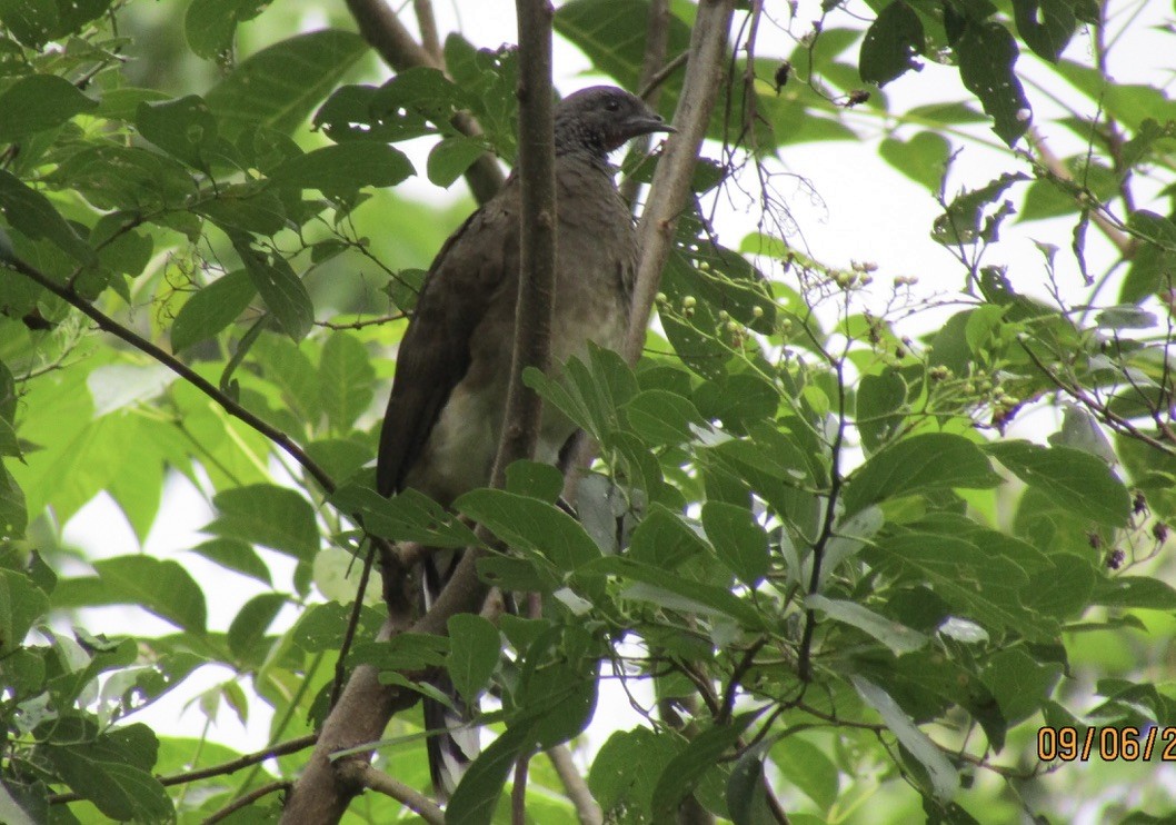 Chachalaca Ventriblanca - ML623501394