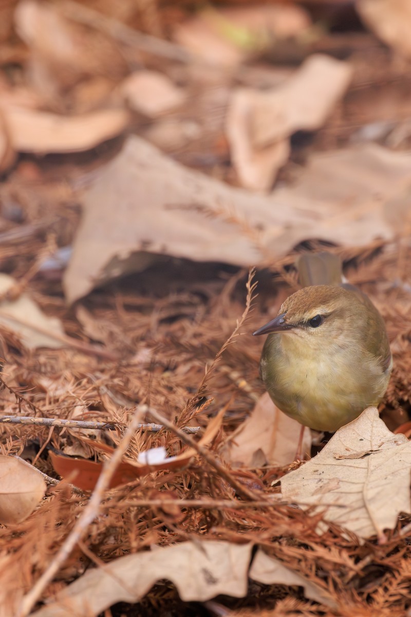 Swainson's Warbler - ML623501415