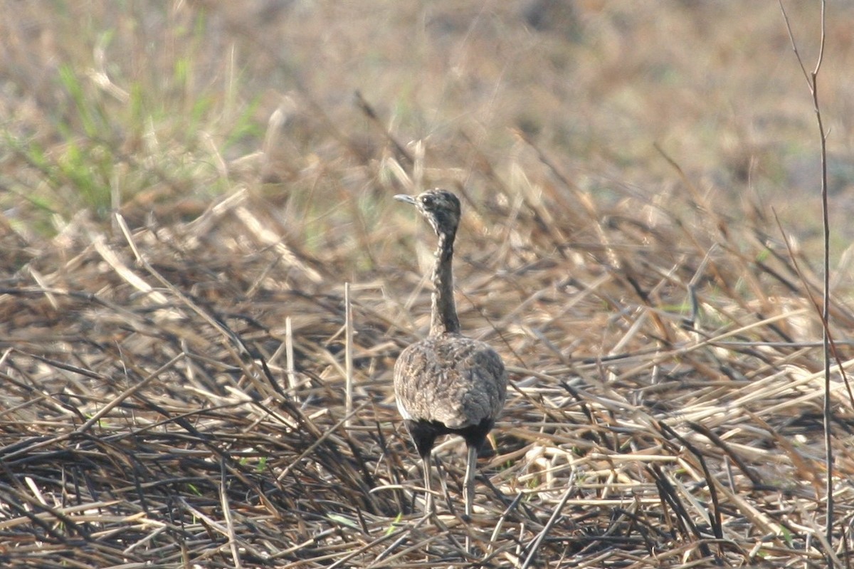 Bengal Florican - Charles Davies