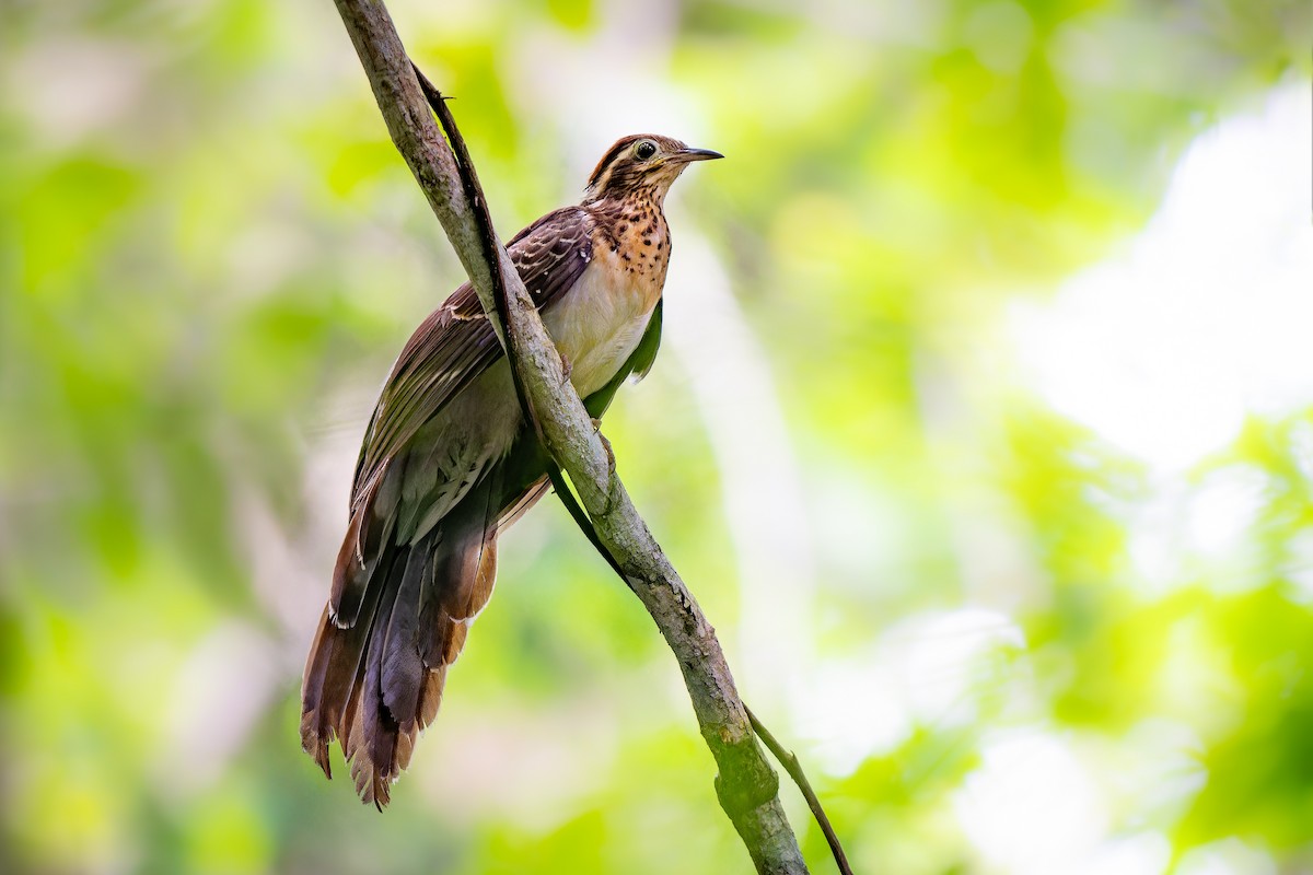 Pheasant Cuckoo - ML623501465