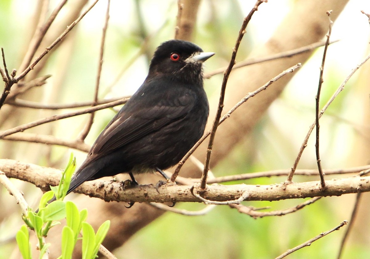 Blue-billed Black-Tyrant - ML623501477