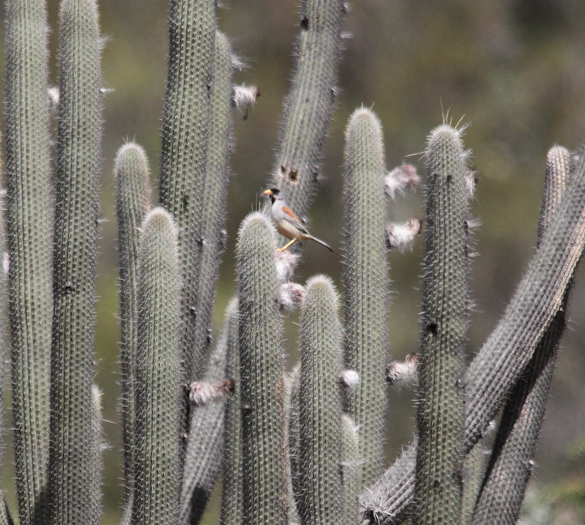 Buff-bridled Inca-Finch - Neil Osborne