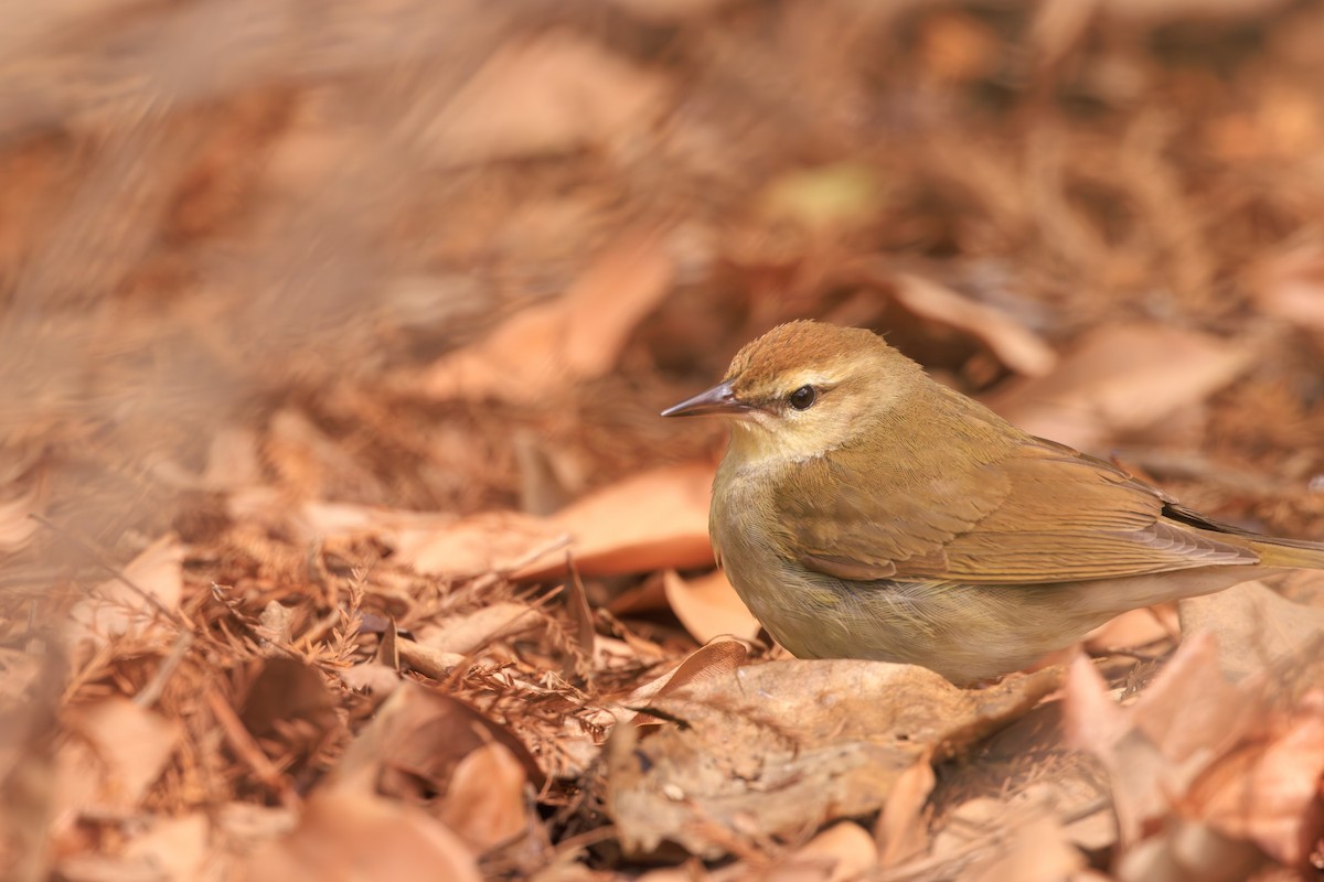 Swainson's Warbler - ML623501528