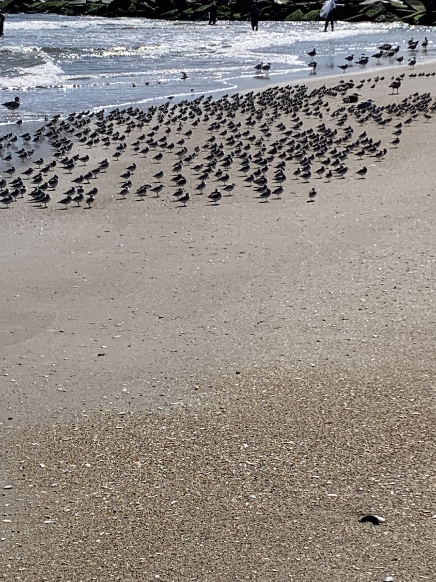 Гурвалж элсэг - ML623501584