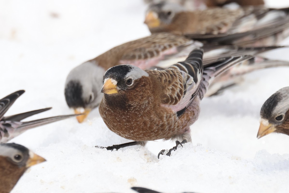 Gray-crowned Rosy-Finch (Gray-crowned) - ML623501630