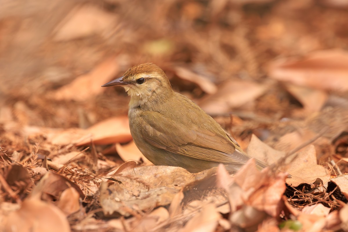 Swainson's Warbler - ML623501655