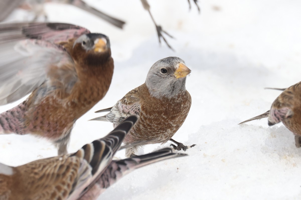 Gray-crowned Rosy-Finch (Hepburn's) - ML623501677