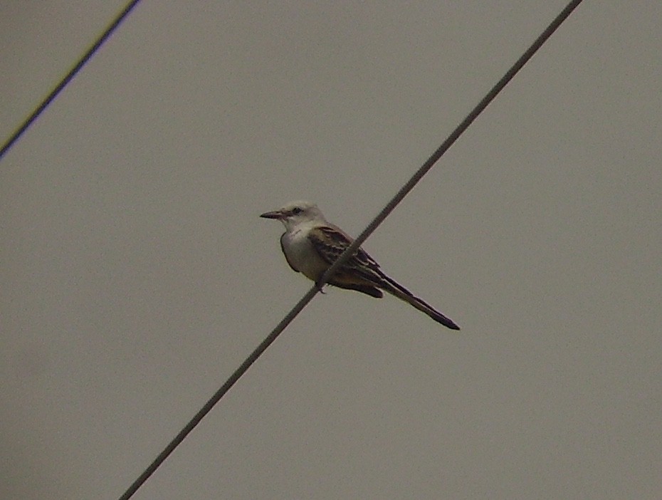 Scissor-tailed Flycatcher - David Compton