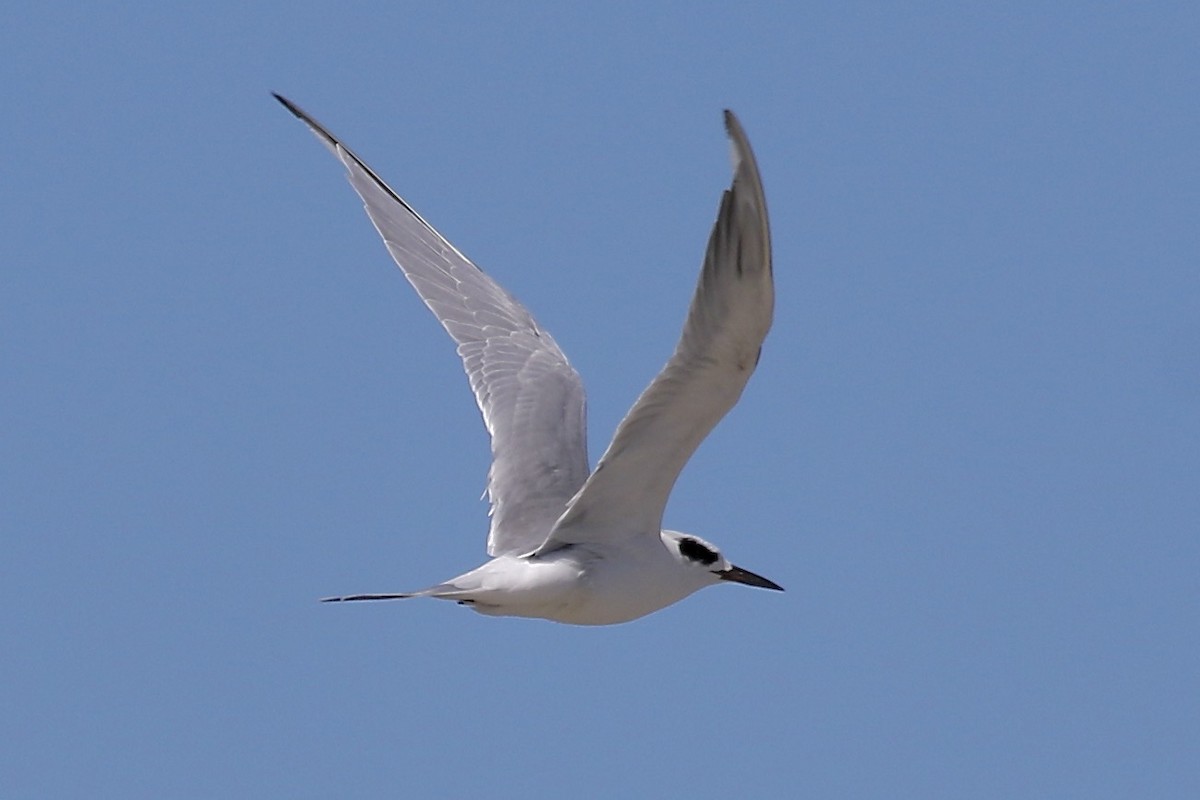 Forster's Tern - Nancy Villone