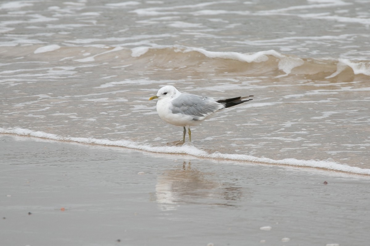 Gaviota Cana - ML623501719