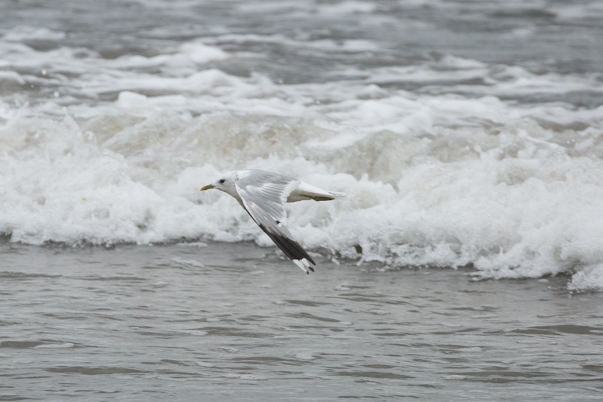 Gaviota Cana - ML623501720