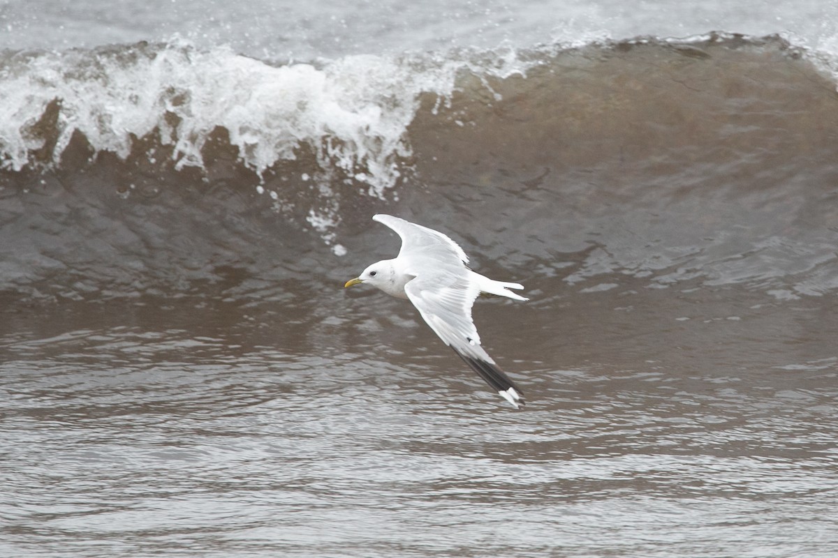 Gaviota Cana - ML623501721