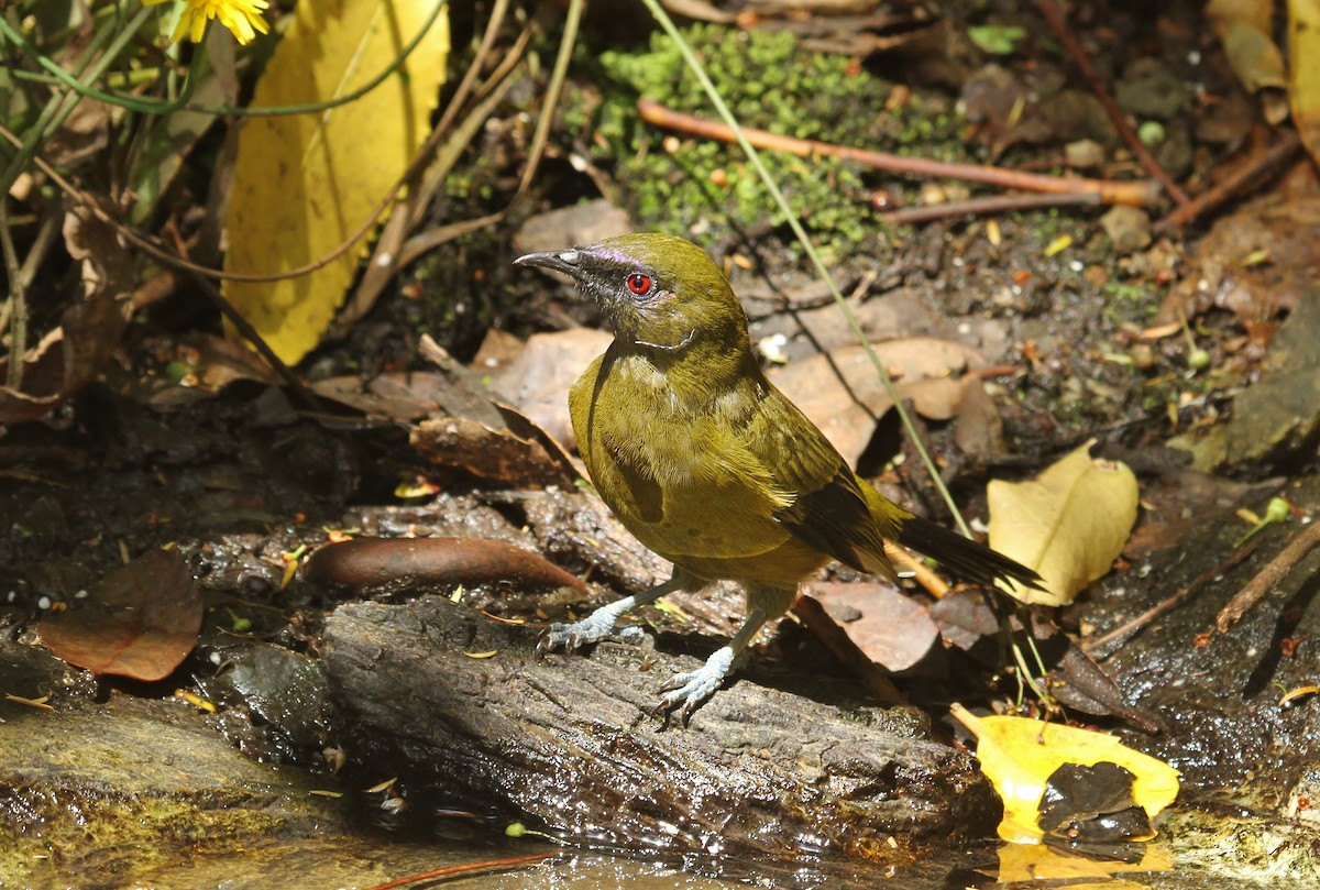 New Zealand Bellbird - ML623501722