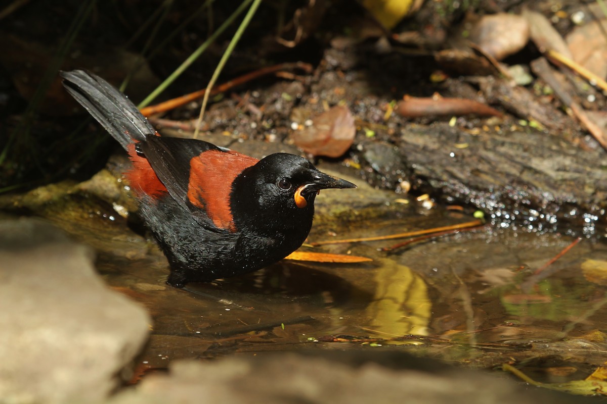 Südinsel-Sattelvogel - ML623501732