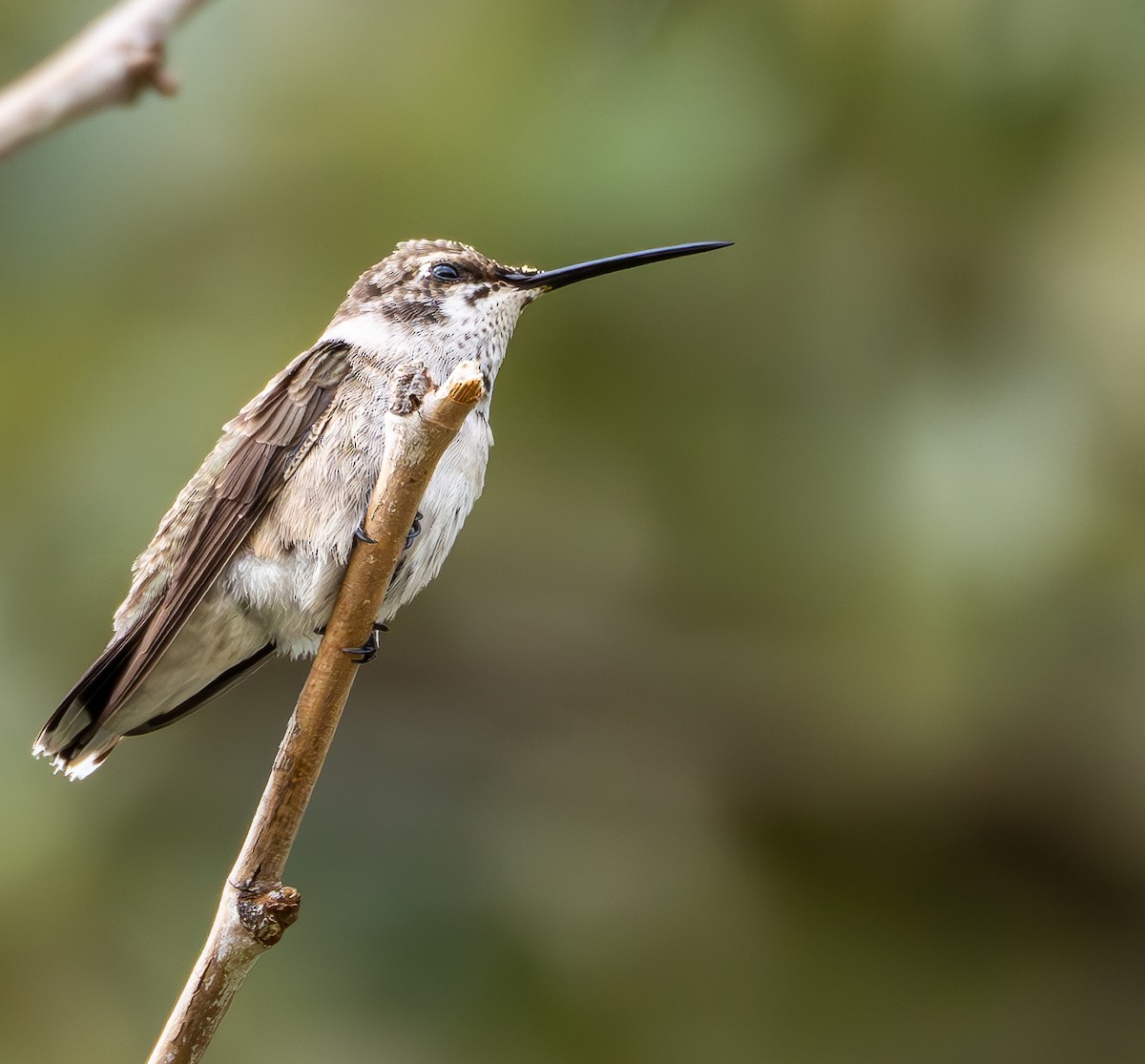 Ruby-throated Hummingbird - ML623501814