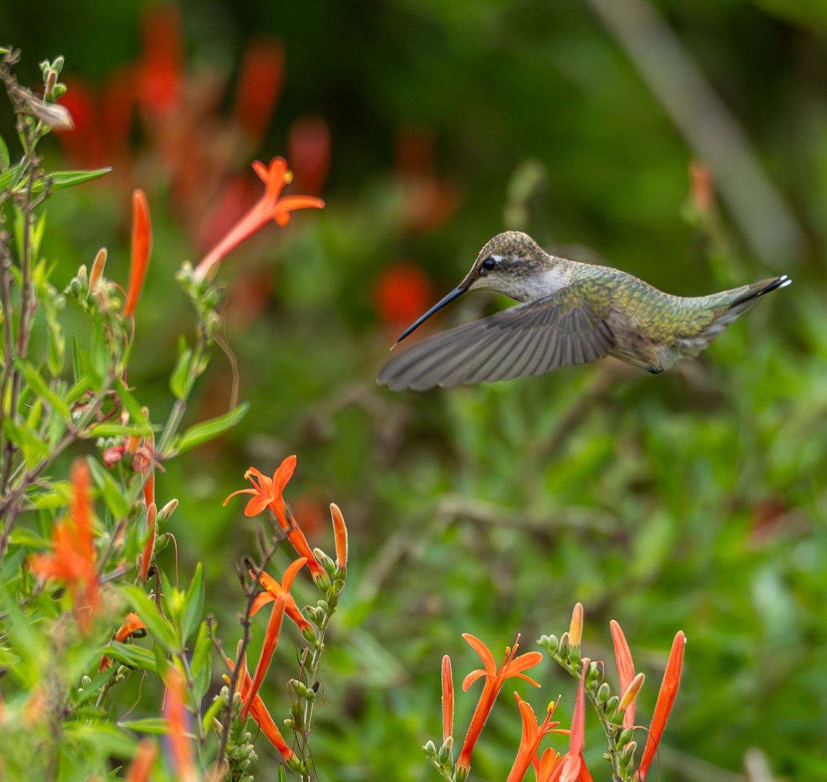 Ruby-throated Hummingbird - ML623501815