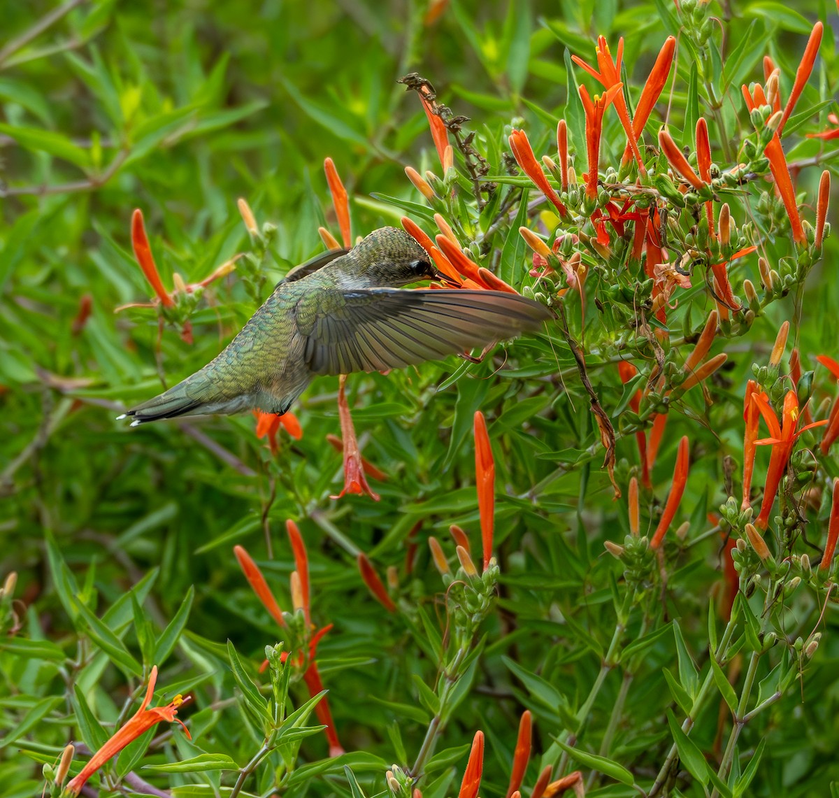 Ruby-throated Hummingbird - ML623501816