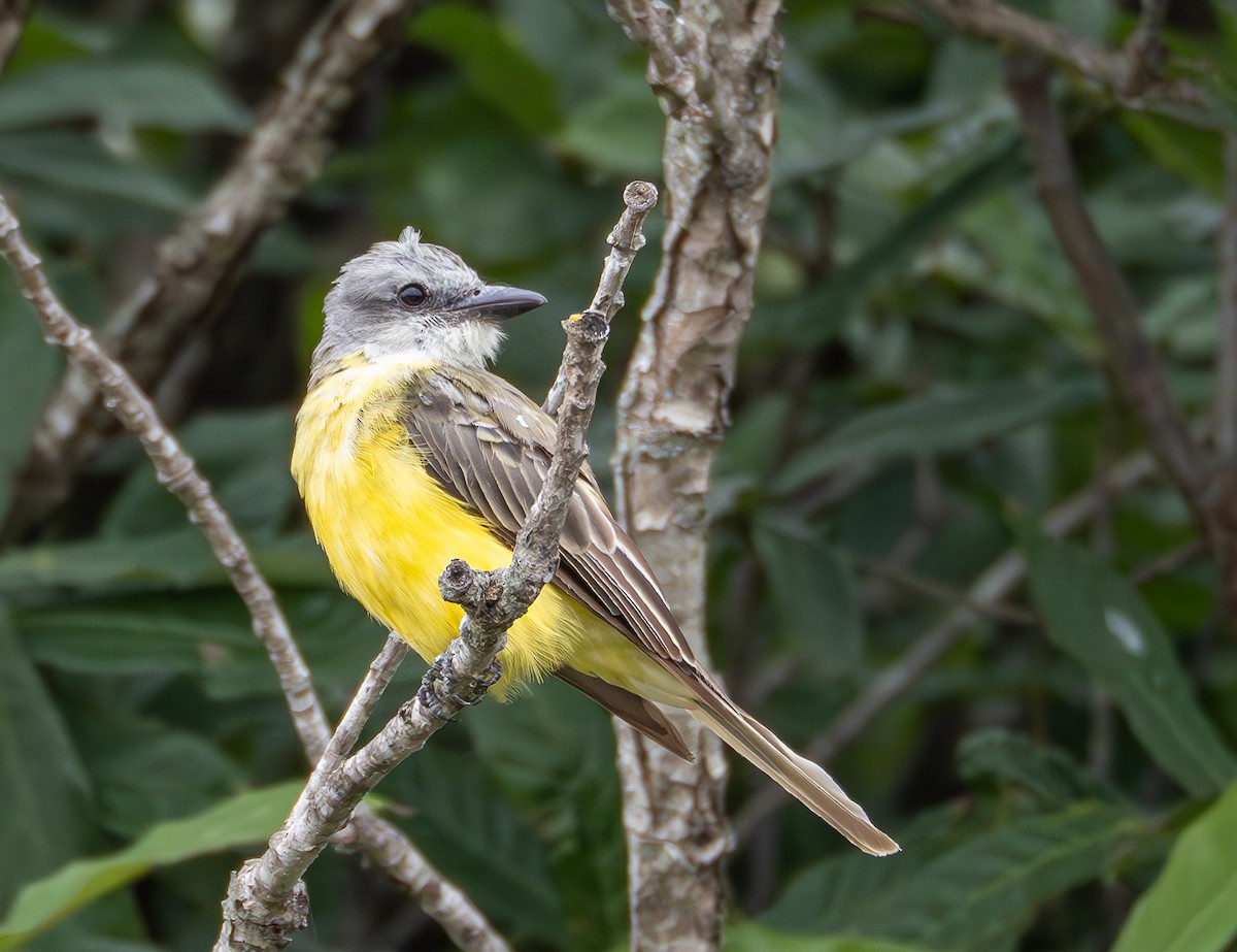 Couch's Kingbird - ML623501830