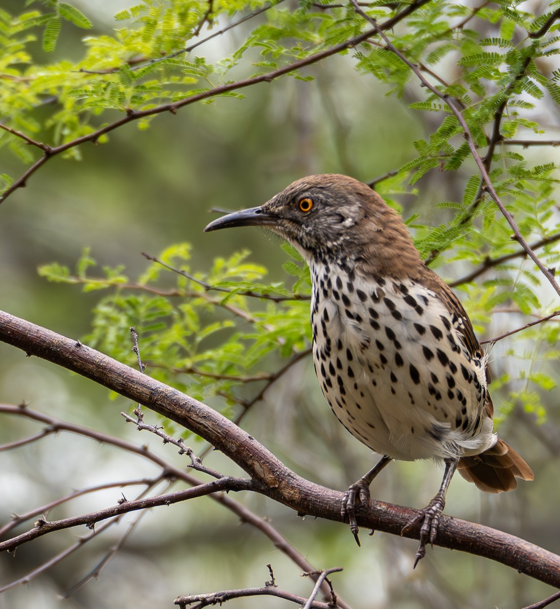 Long-billed Thrasher - ML623501836