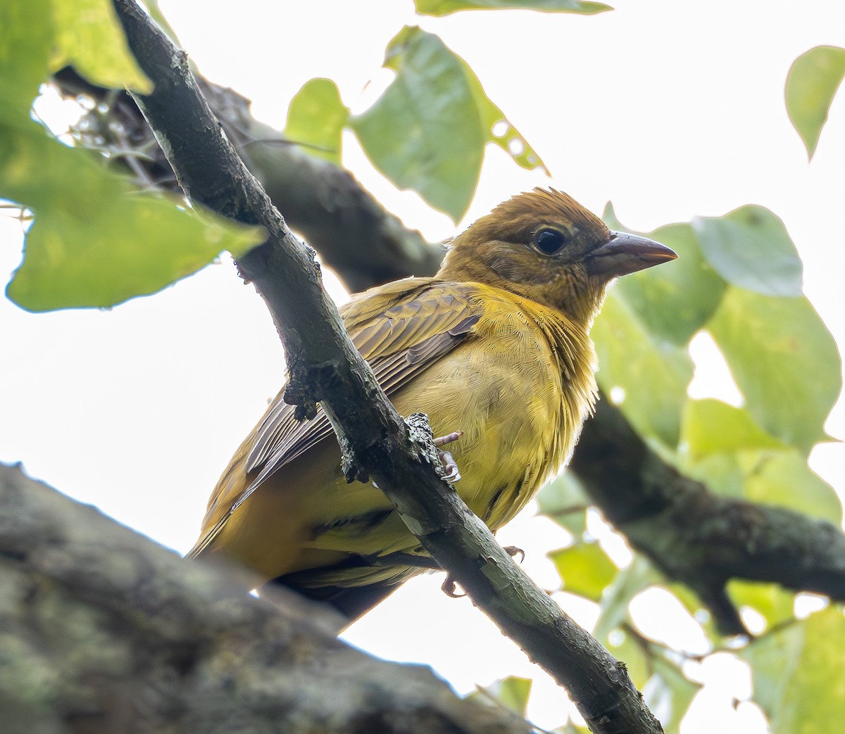 Summer Tanager - ML623501841