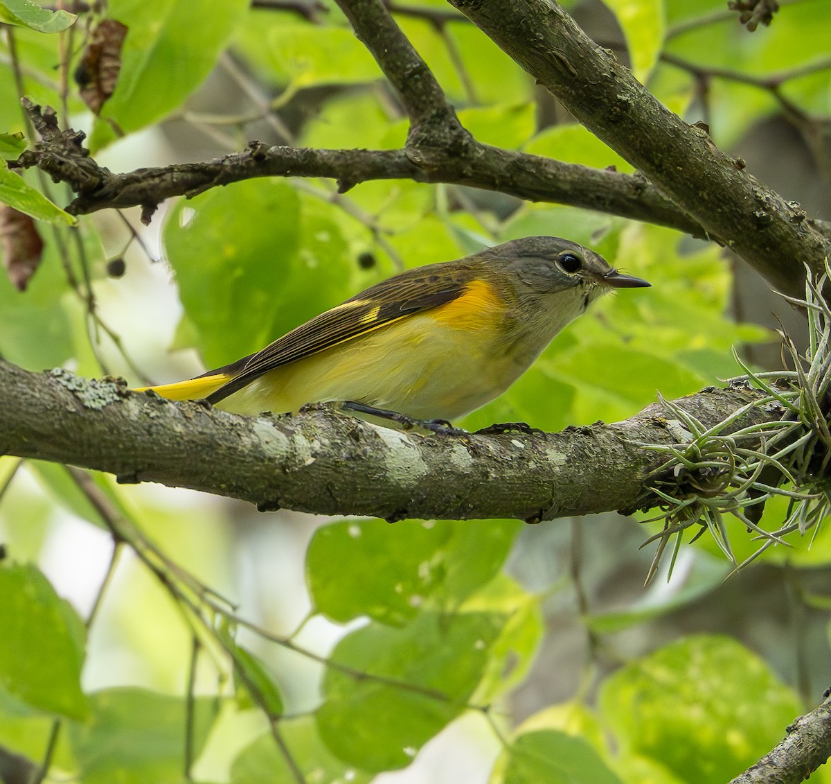 American Redstart - ML623501843