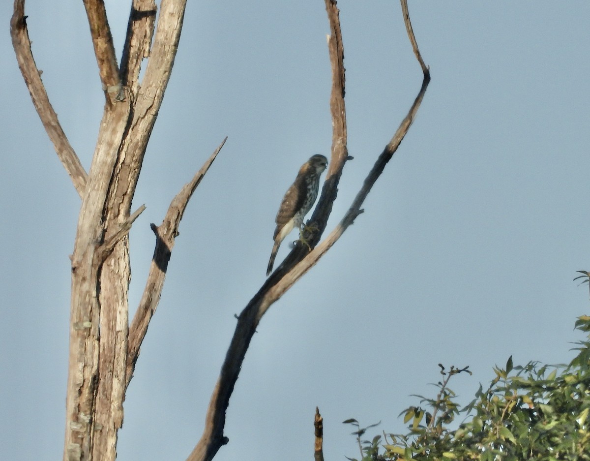 Sharp-shinned Hawk - ML623501856