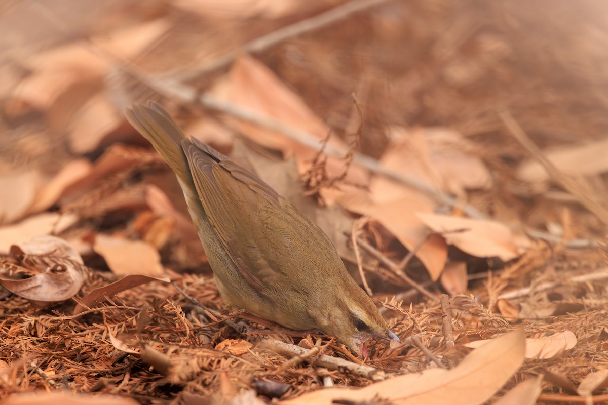 Swainson's Warbler - ML623501858