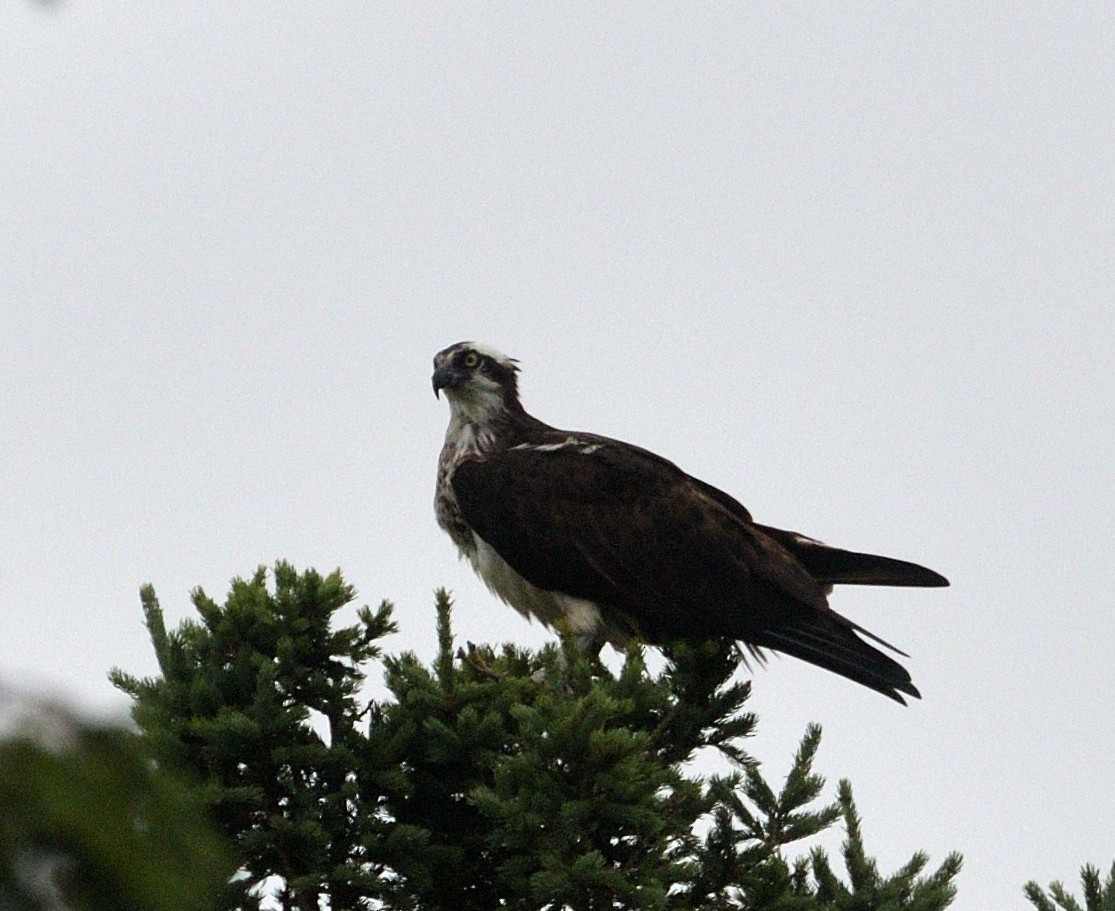 Águila Pescadora - ML623501860