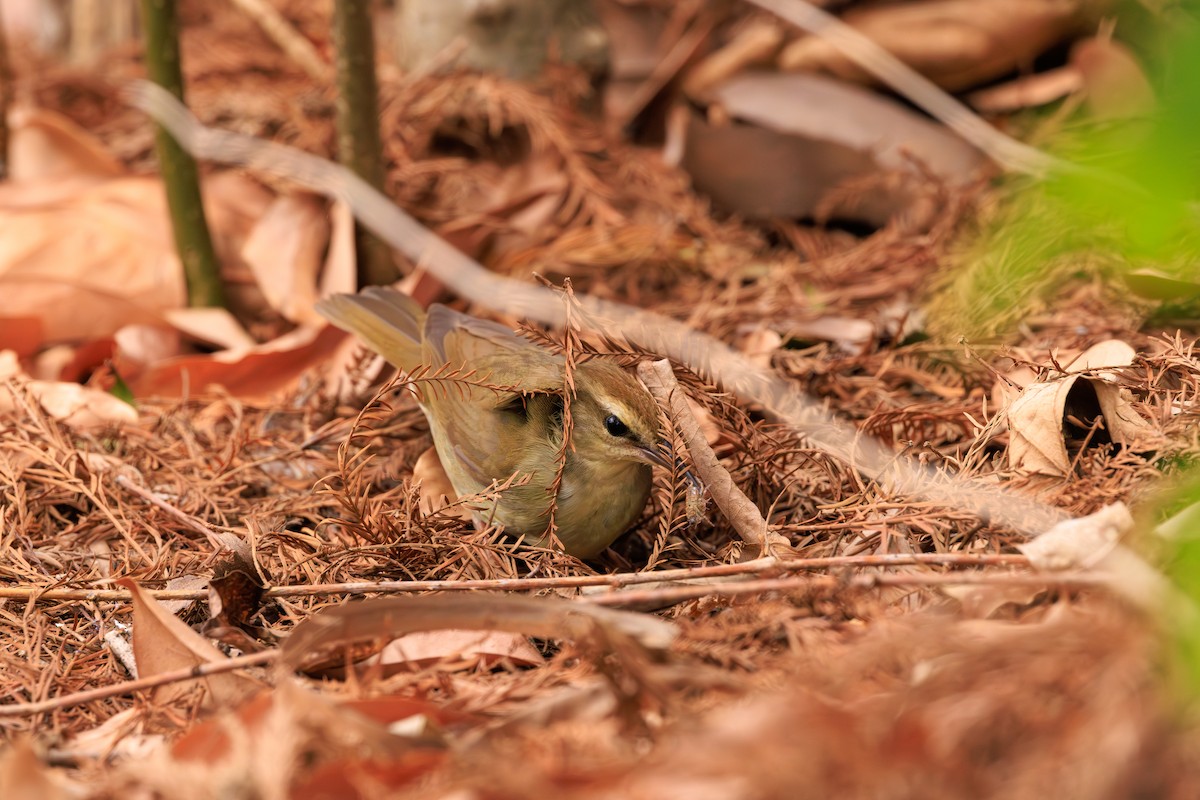 Swainson's Warbler - Chris Kennelly