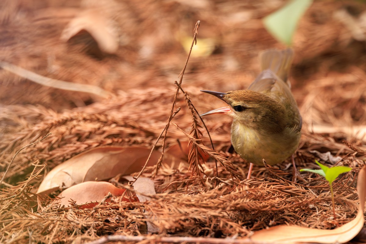 Swainson's Warbler - Chris Kennelly