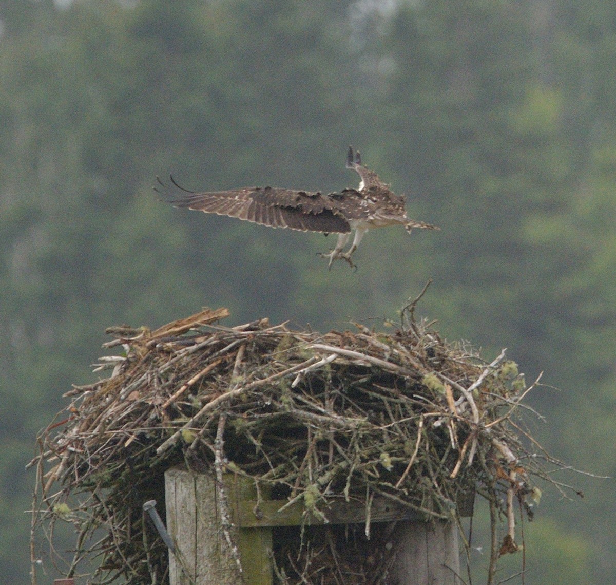 Osprey - Woody Gillies