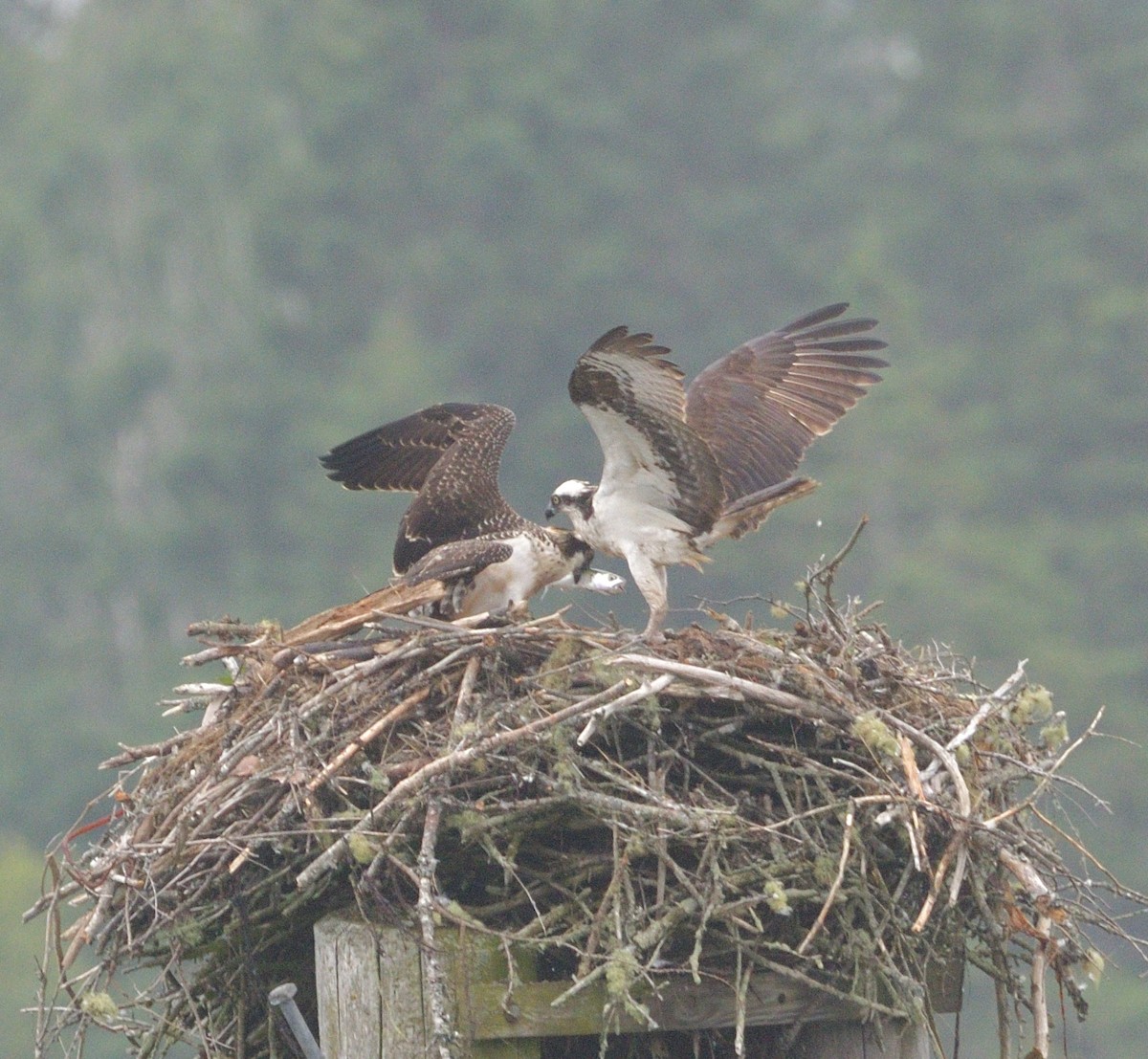 Osprey - Woody Gillies