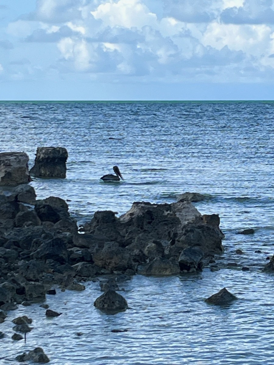 Brown Pelican - ML623501969