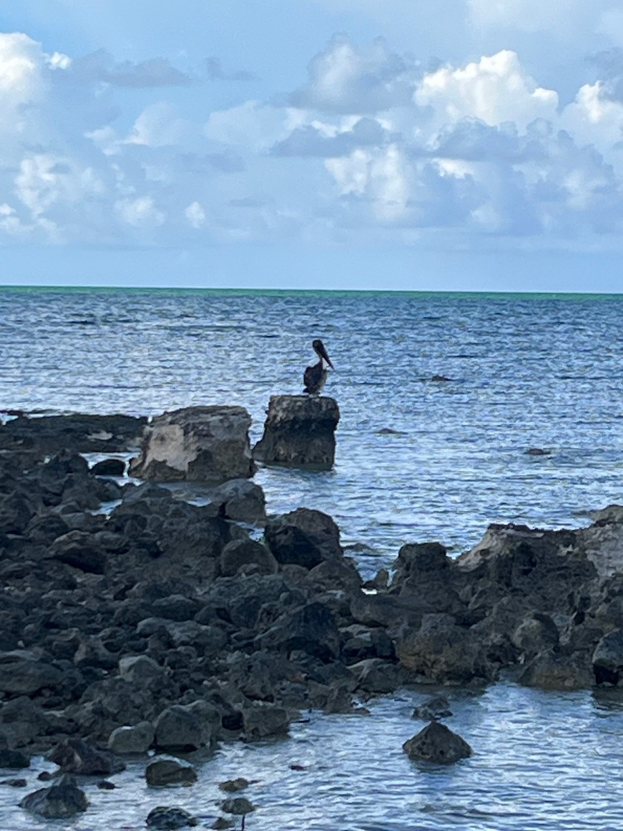 Brown Pelican - ML623501998