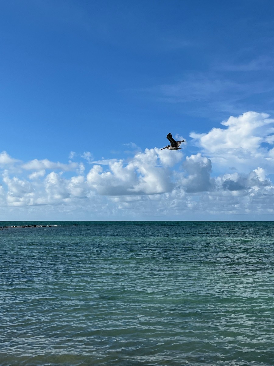Brown Pelican - ML623502013