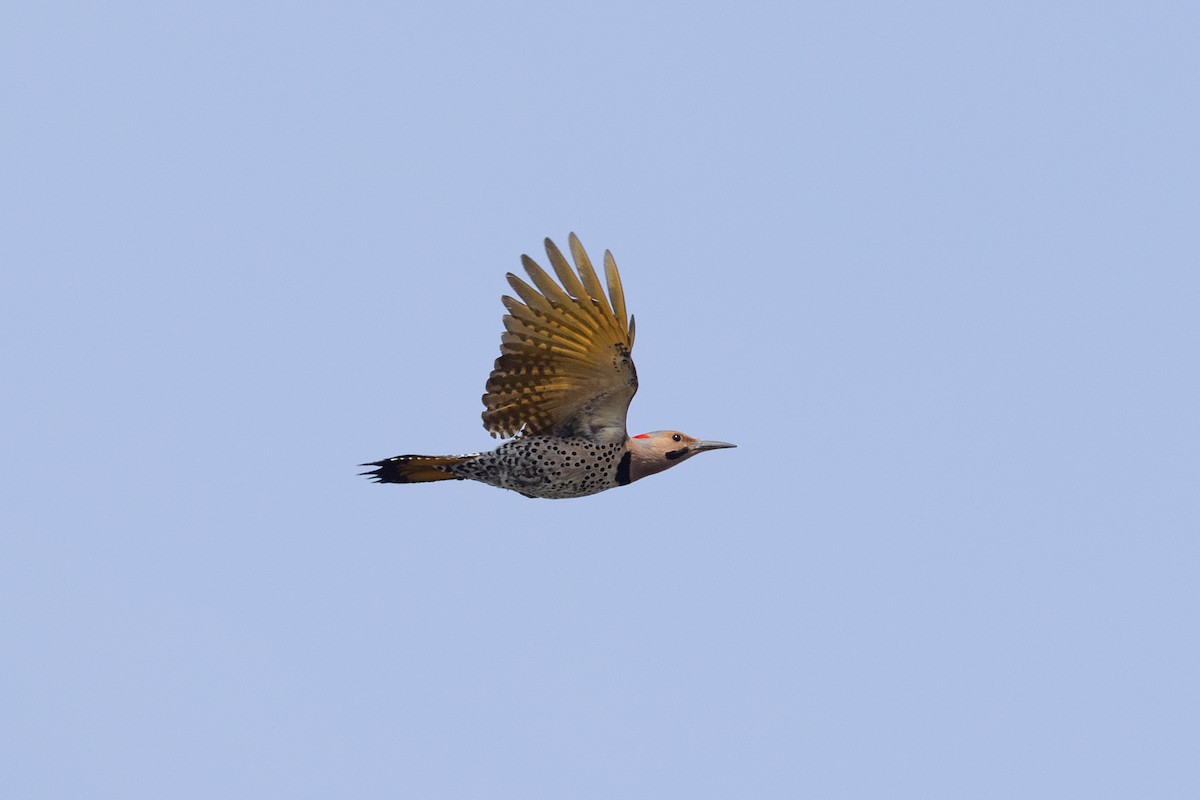 Northern Flicker - ML623502018