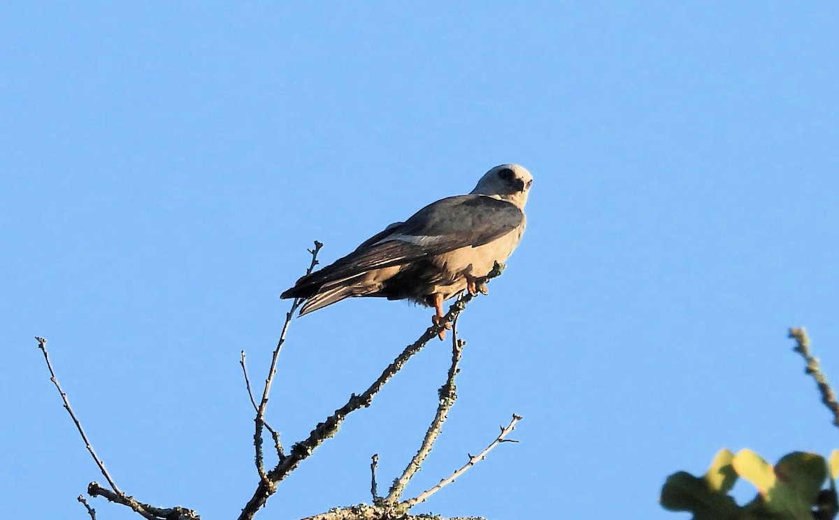 Mississippi Kite - ML623502040