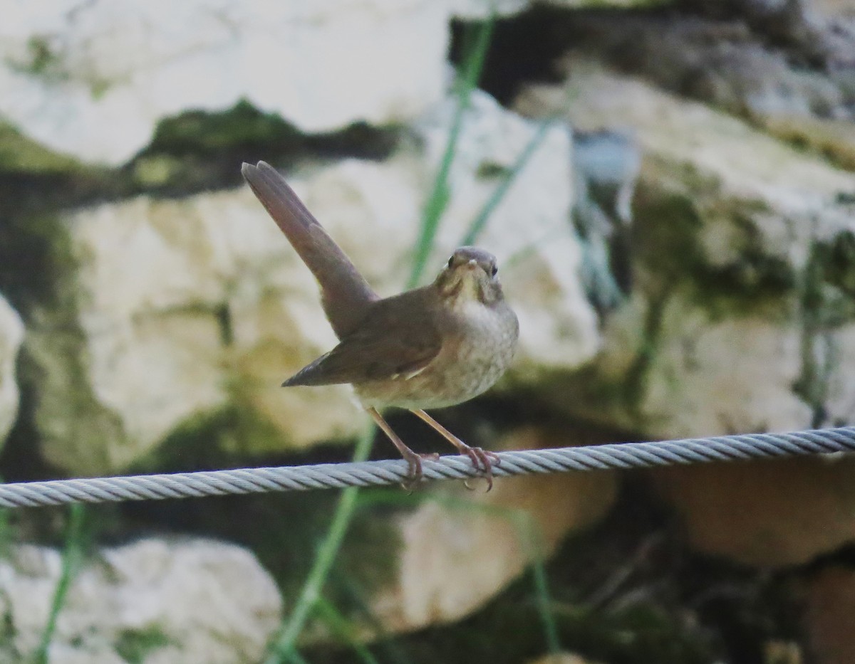 Thrush Nightingale - ML623502042