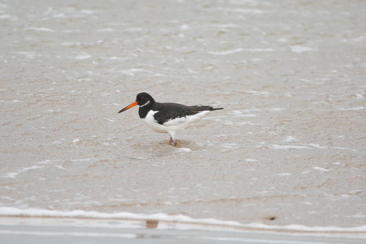 Eurasian Oystercatcher - Scott Godshall